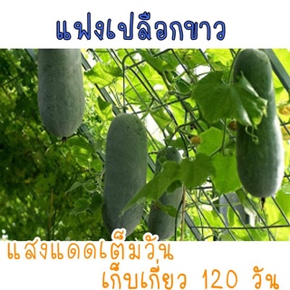 เมล็ดพันธุ์ แฟงไส้ตัน เปลือกขาว 15 เมล็ด