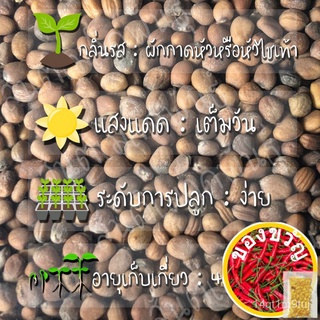 เมล็ดอวบอ้วน100%เมล็ดพันธุ์ เรดิชเชอรี่สีแดง 200 เมล็ด CherryBelle Radish Seed เมล็ดพันธุ์แท้นำเข้าจากต่างประเทศ ปลูกผัก