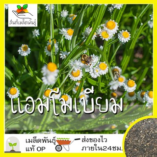 เมล็ดพันธุ์ แอมโมเบียม (ทำดอกไม้แห้ง) 200 เมล็ด Ammobium Alatum Seed เมล็ดพันธุ์แท้ นำเข้าจากต่างประเทศ ปลูกผัก สวนครัว