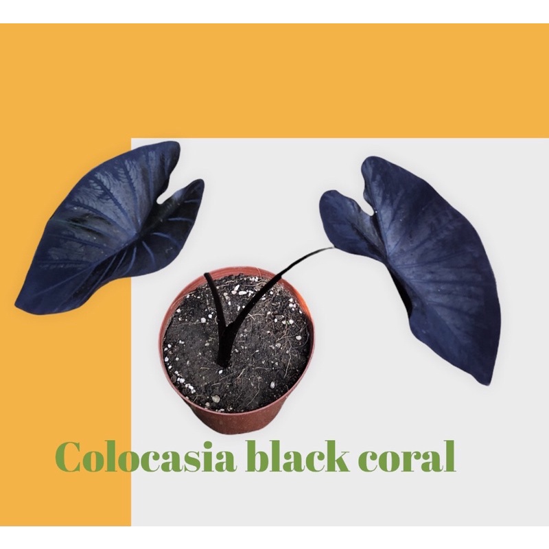 🌱 Colocasia black coral(โคโลคาเซีย แบล็คโครอล )🪴