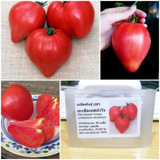 เมล็ดพันธุ์ มะเขือเทศหัวใจ (Pink Oxheart Tomato Seed) บรรจุ 40 เมล็ด คุณภาพดี ราคาถูก ของแท้ 100%