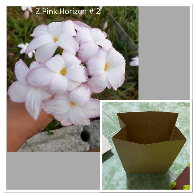 233ฌ.หัวดอกบัวดิน Pink Horizon#2 หัวละ 15 บาท