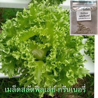 เมล็ดสลัดฟิลเล่ย์ กรีนเนอร์รี่ 50 เมล็ด [10 แถม 1 คละได้]