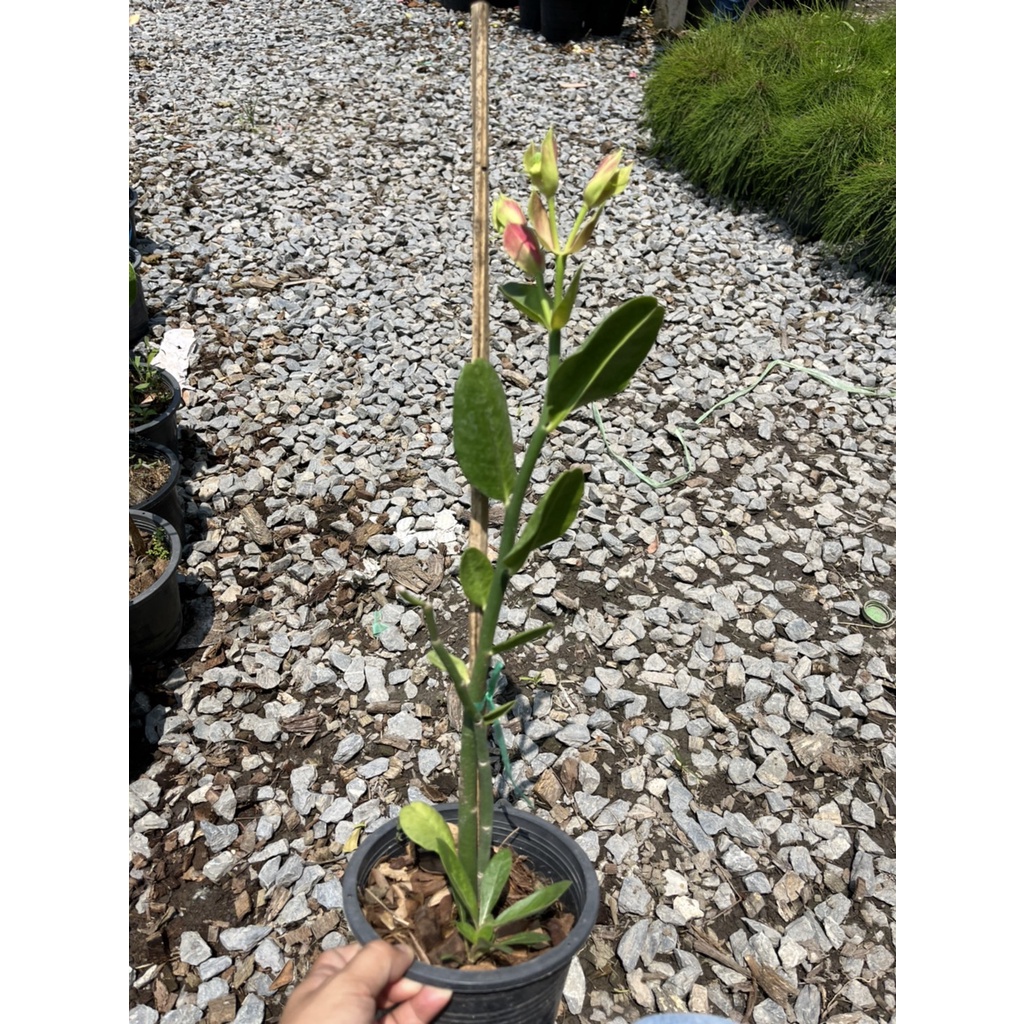 มุมมอง 3