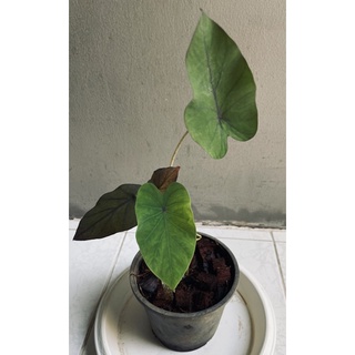 Colocasia black runner • ( รันเนอร์ ) ปล่อยต้นลูก