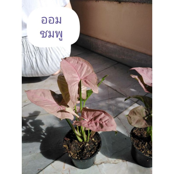 ต้นออมชมพู Syngonium hybrid pink 💓ออมชมพู 💓