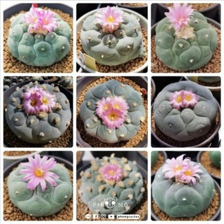 เมล็ดโลโฟ Lopho Fricii (20 seeds)​