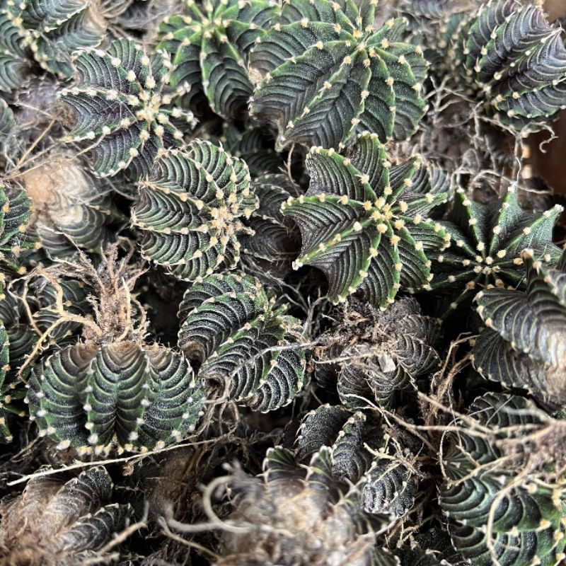 Beepees cactus (กระบองเพชร ยิมโน Gymnocalycium mihanovichii LB2178 Agua Dulce LBแท้ ยิมโนLB LB 2178 lb2178แท้ lbถูก