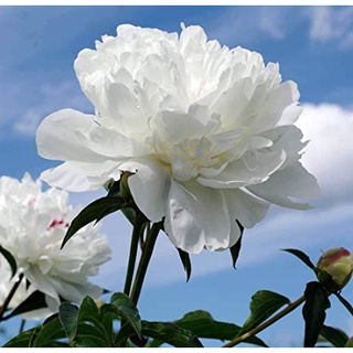 20 เมล็ด เมล็ดโบตั๋น ดอกโบตั๋น ดอกพีโอนี (Peony) สีขาว White Peony