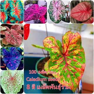 บอนสี 100pcs/bag Caladium Seeds Flower Seeds ต้นไม้มงคลสวยๆบอนสีแปลกๆ เมล็ดบอนสีแท้ บอนสีหายากสวยๆ ไม้ประดับมงคล