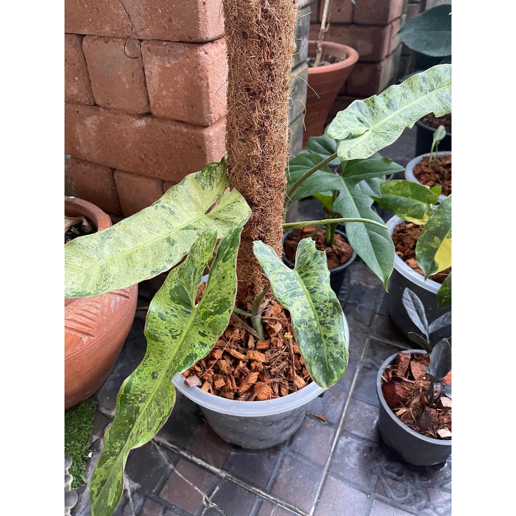 Philodendron Paraiso Verde 
ฟิโลเดนดรอน พาไรโซ

