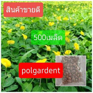 เมล็ดพันธุ์ถั่วบราซิล🌼🌼 บรรจุ 500เมล็ด ไม้ดอกไม้ประดับ จัดสวน พืชคลุมดิน บำรุงดิน ตกแต่งระเบียงตกแต่งสวน สนามหญ้า