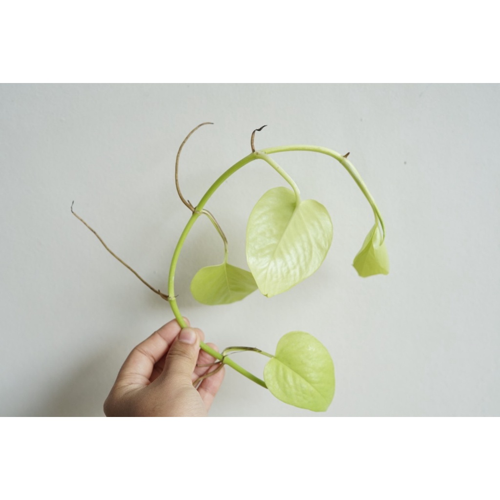 มุมมอง 9