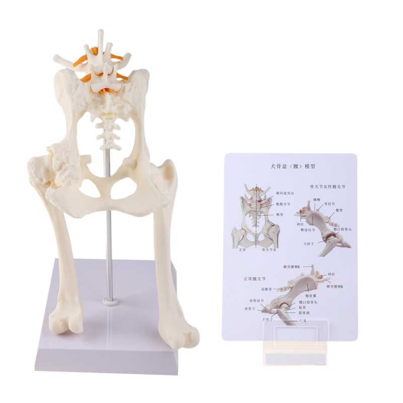 Amoy Dog Canine Lumbar Hip Joint with Femur Model Aid สอน Anatomy Skeleton Display Study Research