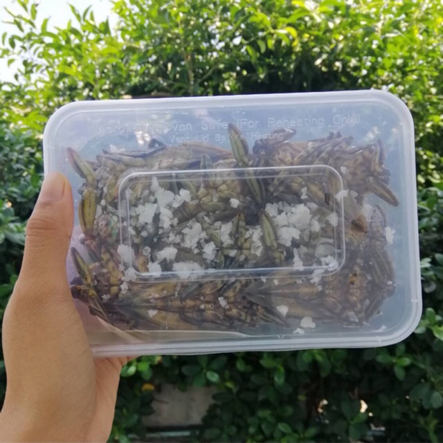 แมงดานา แมงดาตัวผู้ แมงดาตัวเมีย เบอร์1 (( ไม่มีขั้นต่ำ กี่ตัวก็ขาย ขายเป็นตัวค่ะ ))