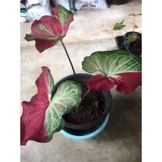 หัวผ่าบอนสี ชายชล Caladium หัวจากกอเเม่