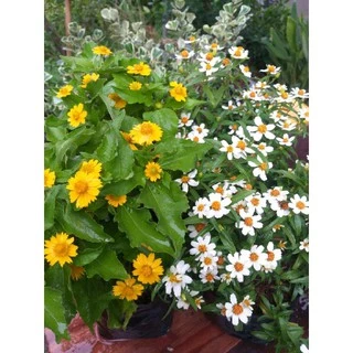 กระดุมเงิน กระดุมทอง กระดุมส้ม ไม้มงคล ไม้ดอกสวยๆ