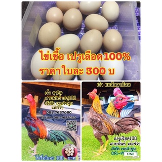 ขายไข่เชื้อ เปรูเลือด 100  ไก่ชนประเทศเปรู แข้งรัวๆ ลำโต กระดูกดี