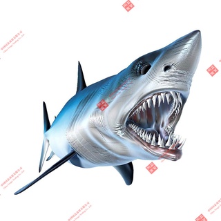 สติ๊กเกอร์ฉลาม สติ๊กเกอร์กันน้ำ SHARK CAR STICKER Waterproof สติ๊กเกอร์ติดเรือ สติ๊กเกอร์ติดรถ ไวนิลรถ Boat sticker