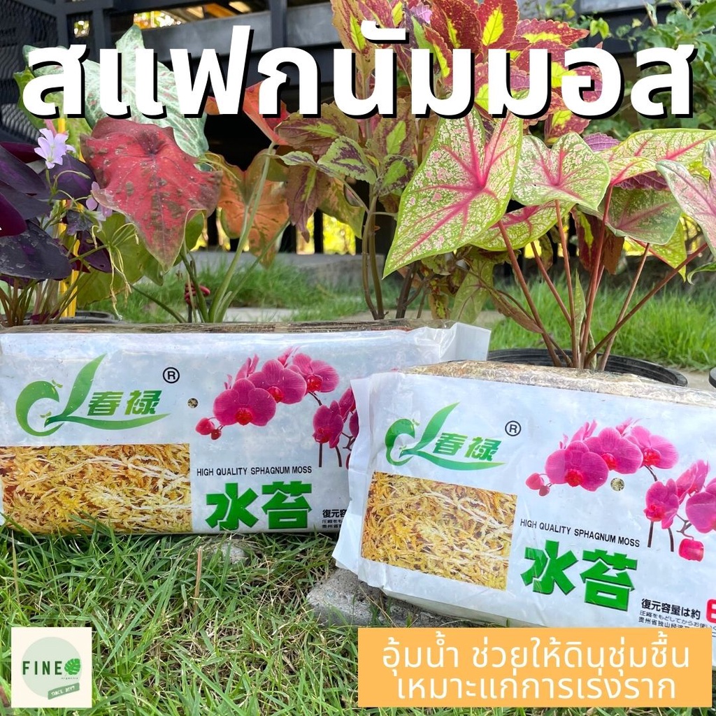 [พร้อมส่งจากไทย] สแฟกนัมมอส Sphagnum Moss แค่แช่น้ำใช้ได้เลย อุ้มน้ำ รักษาความชุ่มชื้น เร่งราก