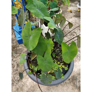 colocasia Madeira ต้นลูกต้นละ 500บาท