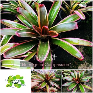 👑ต้น สับปะรดสี Neoregelia Compassion ส่งแบบตัดสด (ไม้หน่อ) ไม้กระถาง ไม้ใบ 👑