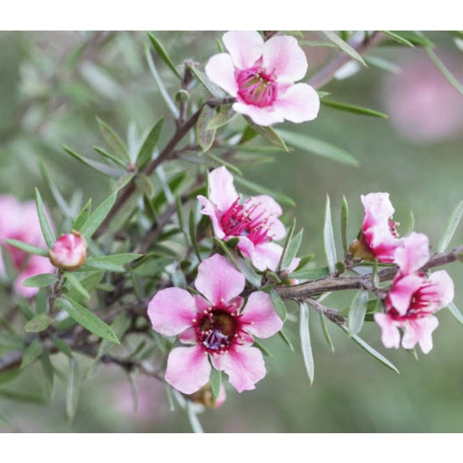 Leptospermum Scoparium Manuka, Myrtle Flowers Roses for Honey Seeds เมล็ดพันธุ์ มานูก้า - รูปที่ 3