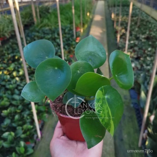 TKL - Real Live Housplants Peperomia Raindrop / Clusiaefolia ใบบัวหยก帽子/种子/内裤/园艺/向日葵/男装/玫瑰/儿童/芹菜/头饰/ HQ5M