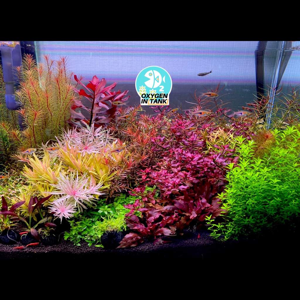 Wizard ADVANCE GROWTH STEP-B (ปุ๋ยไม้น้ำหลังตั้งตู้ 3 เดือน) เร่งการเจริญเติบโตและสีสันของต้นไม้น้ำ