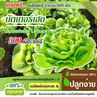 เมล็ดพันธุ์ผักสลัด บัตเตอร์เฮด 300เมล็ด อัตราการงอก95% เมล็ดพันธุ์ ผักสลัด (แถมฟรี!!! เมล็ดผักกวางตุ้ง500 เม็ด)