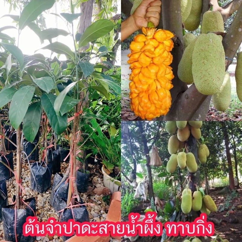 จำปาดะสายน้ำผึ้งทาบกิ่ง แข็งแรงพร้อมปลูก