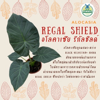 อโลคาเซีย รีกัล ชิลด์ : Alocasia Regal Shield