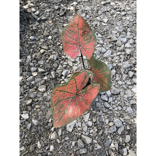 Caladium bubble Red 🌷ต้นบอนสี บับเบิ้ล เรด (คัดใบสวย ลำต้นเเข็งเเรง) กระถางอย่างดี 3.5”