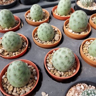 ไข่ไดโนเสาร์ ไข่มังกรTephrocactus