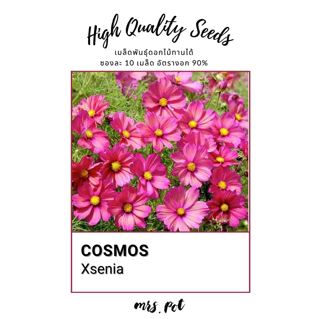 เมล็ดดอกไม้กินได้คอสมอส Xsenia Cosmos รหัส043