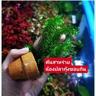 สาหร่ายเป็นอาหารปลาและกุ้งดี​ 🌱