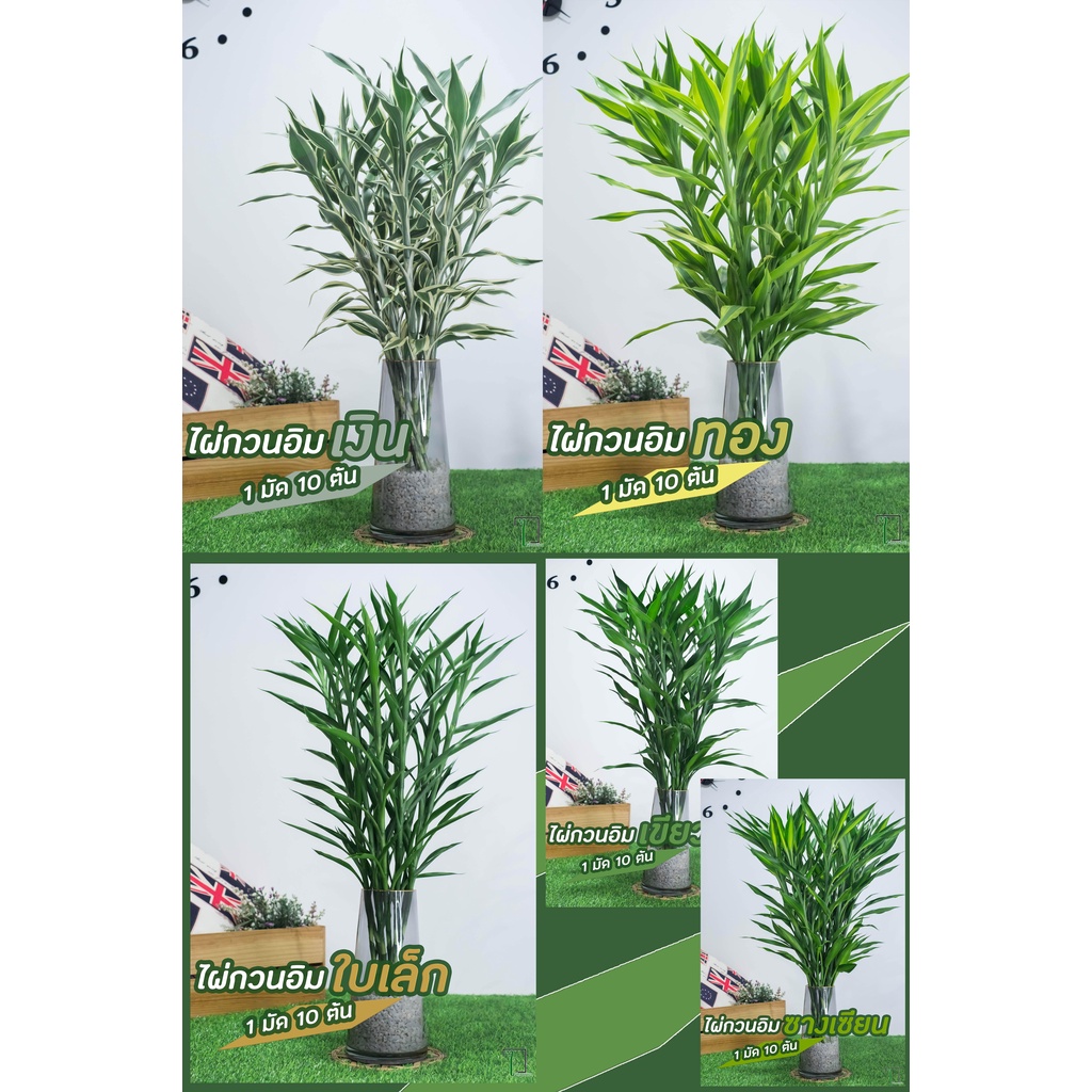 ไผ่กวนอิม สูง 50-65cm ตัดสด ไม่มีราก มี 5สายพันธุ์ มีทั้งปลูกในน้ำและในดิน