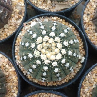 🌵💥 เมล็ดยิมโนจานบิน  💥🌵100 เมล็ด Gymnocalycium ragonesei   เมล็ดกระบองเพชร เมล็ดแคคตัส   (แคคตัส กระบองเพชร)