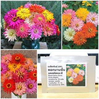 เมล็ดพันธุ์ ดอกบานชื่น แคคตัสคละสี (Mixed Cactus Zinnia Seed) บรรจุ 50 เมล็ด คุณภาพดี ของแท้ 100%