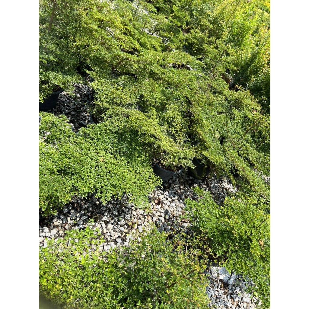 มุมมอง 3