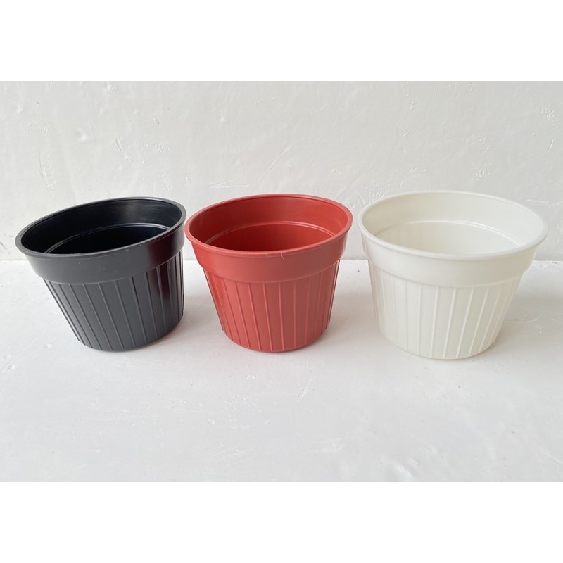 กระถางกระบองเพชรทรงกลม 4 นิ้ว 10-20 ใบ กระถางพลาสติกแคคตัส,ต้นไม้,กระบองเพชร