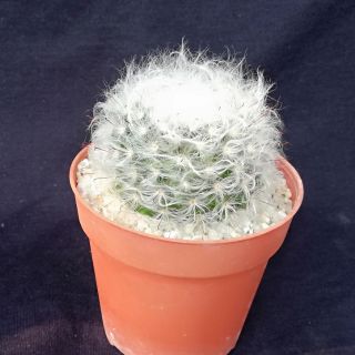 แมมิลาเลีย​ขนแมว​ mamillaria​ bocasana