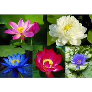 7 เมล็ด เมล็ดบัว คละสี ดอกใหญ่ สายพันธุ์เมล็ดบัว ดอกบัว Lotus seeds