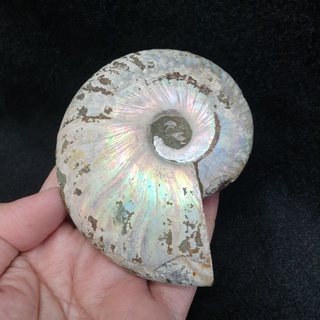 ฟอสซิลหอย แอมโมไนท์ แอมโมไนต์ ฟอสซิล(Ammonite)สีรุ้ง ยาว 9.1 ซม. กว้าง 7.1 ซม.หนา 2.4 ซม. น้ำหนัก 199.7 g.