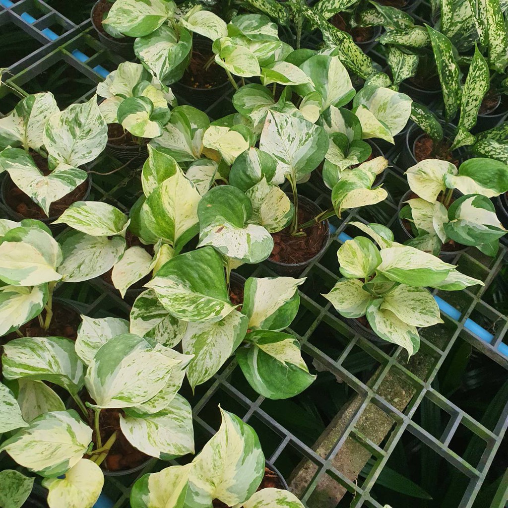 มุมมอง 2