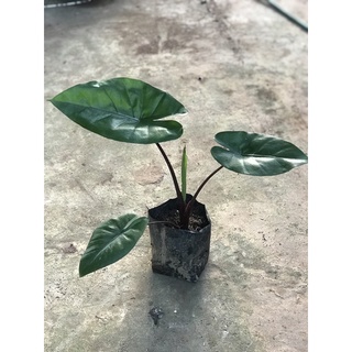 ต้นบอนกระดาษดำ Alocasia macrorhiza black