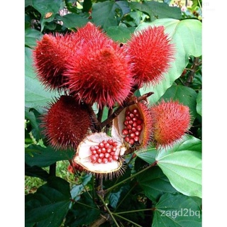 Atsuete or Annatto Seeds for planting(30Seeds)园艺/种子/芹菜/木瓜/男装/向日葵/帽子/玫瑰/儿童/内裤/ RZN1