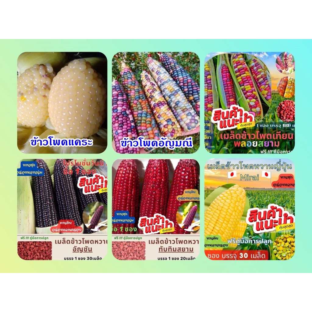 เมล็ดพันธุ์ข้าวโพด สายพันธุ์ต่าง ๆ โตไวเปอร์เซ็นการงอกดี 90% ทานได้ทั้งดิบและสุก รับประกันความอร่อยหวาน นุ่ม ..