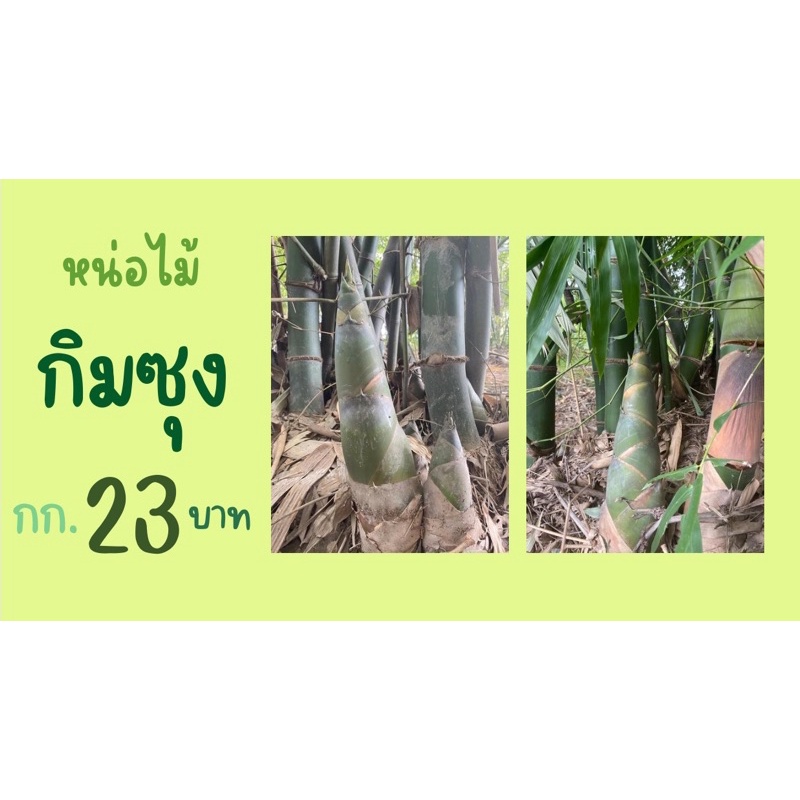 หน่อไม้กิมซุงสดจากสวน กิโลกรัมละ 23 บาท