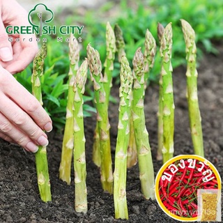 GNC - Baba VE-063 Smart Grow F1 Asparagus Seed Biji Benih ที่ให้ผลผลิตสูงหน่อไม้ฝรั่ง儿童/内裤/玫瑰/花园/园艺/seeds/鲜花/母婴/帽子/男装/ C